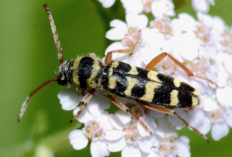 Cerambycidae: Plagionotus floralis